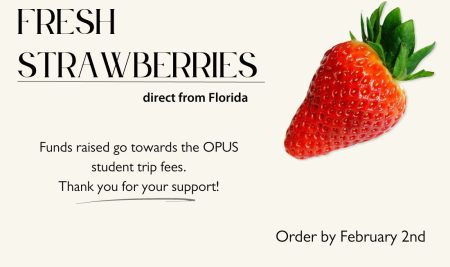 2023 Fresh Strawberry Sale